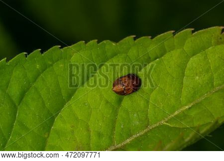 A Macro Image Of A Yellow 22 Spot Ladybird - Psyllobora Vigintiduopunctata Which Are Tiny Lady Beetl