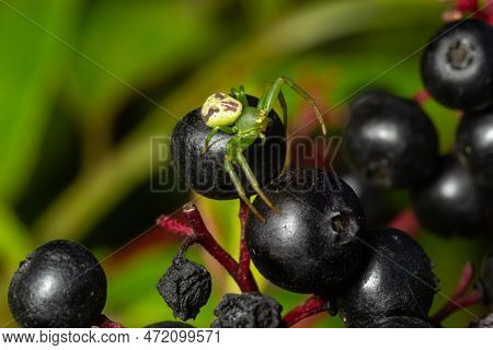 Green Crab Spider, Diaea Dorsata, Sits In Ambush For Prey On Elder Berries.