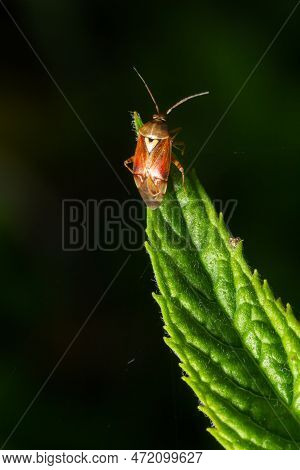 Close-up Photograph Under Artificial Light Of A Specimen Of The Dark-skinned Bug Lygus Lineolaris St