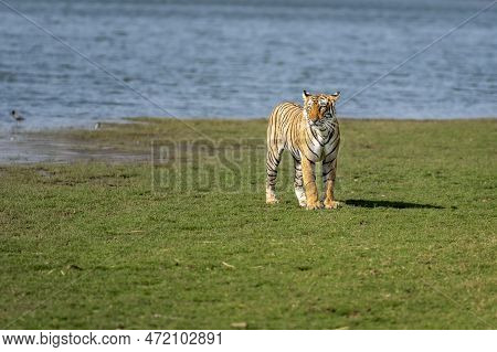 Wild Bengal Female Tiger Or Panthera Tigris And Natural Scenic Rajbagh Lake View In Background Tigre