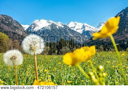 Beautiful Flower Meadow And Snowcapped Mountains. Oberstdorf, Bavaria, Alps, Allgau, Germany.