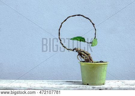 Ficus Sp Or Premna Start To Make Bonsai In Moon Concept