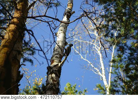 A Black Woodpecker Sits On A Birch Trunk And Is About To Knock On It With Its Beak