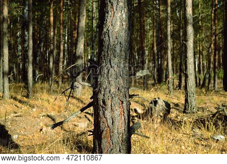 Close-up Of A Pine Trunk In A Dense Thicket Of An Autumn Forest