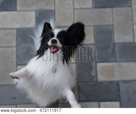 Top View Of Pappilion Dog On The Sidewalk. Portrait Of A Black And White Continental Spaniel.