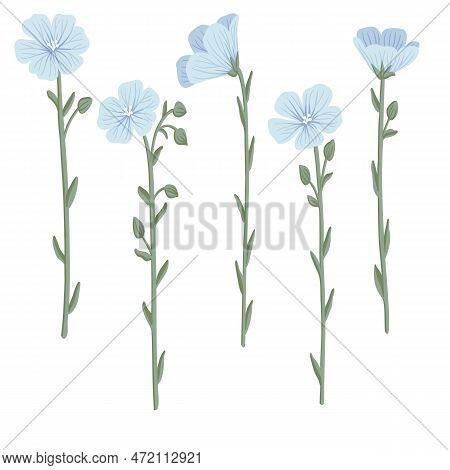Blue Linum, Flax, Field Flowers, Vector Drawing Wild Plants At White Background, Floral Elements, Ha