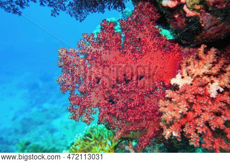 Beautiful Red Soft Coral Dendronepthya.  Underwater Scene Of Biodiversity Of Coral Reef .