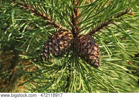Cone Of Mountain Pine Tree Pinus Mugo With Buds, Long Branch And Coniferous. Mughus Pumilio Cultivar