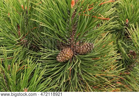 Cone Of Mountain Pine Tree Pinus Mugo With Buds, Long Branch And Coniferous. Mughus Pumilio Cultivar