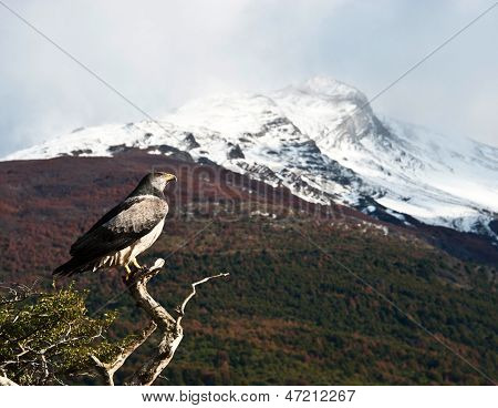 Patagonisk Classic: Fugl, træ, Hill. Torres Del Paine. Chile
