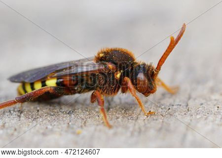 Detailed Closeup Of A Colorful Red Female Lathbury's Nomad Bee, Nomada Lathburiana A Nest Parasite O