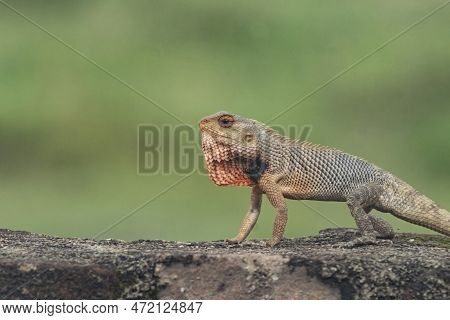 Oriental Garden Lizard The Male Gets A Bright Red Throat In The Breeding Season