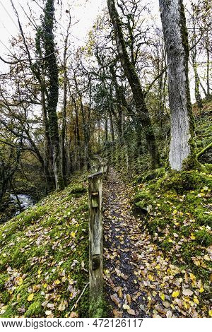 Uk Path With Fence In Woods In Autumn Or Fall With Dropped Leaves And River, Portrait.