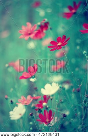 Flowers. Garden Cosmos. Mexican Aster. Blooming Flowers. Floral Compositions. Summer Gardens With Fl