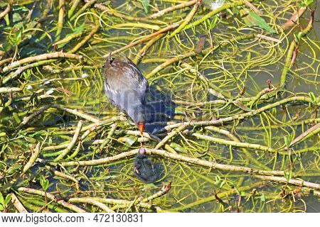 Moorhen Standing With Her Chicks On Waterweed