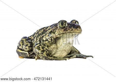 Eastern Spadefoot Or Syrian Spadefoot (pelobates Syriacus), Toad Posing On White Background. This Am