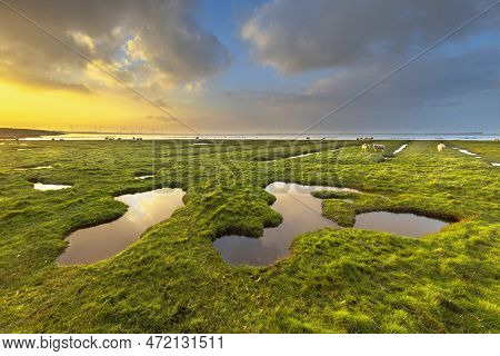 Land Reclamation In The Tidal Marsh Mud Flats Of The Punt Van Reide In The Wadden Sea Area On The Gr