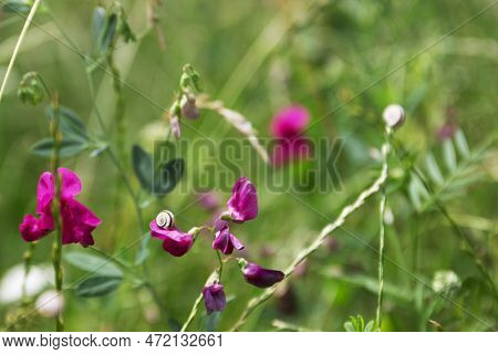 Meadow With Wildflowers And Grass. A Snail On A Sweet Pea Petal.