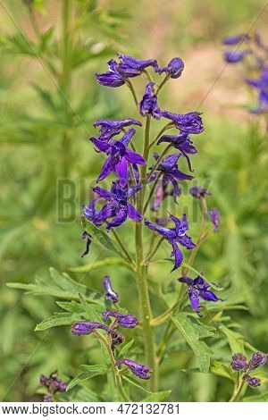 Subalpine Larkspur In A Mountain Meadow In Cedar Breaks National Monument In Utah
