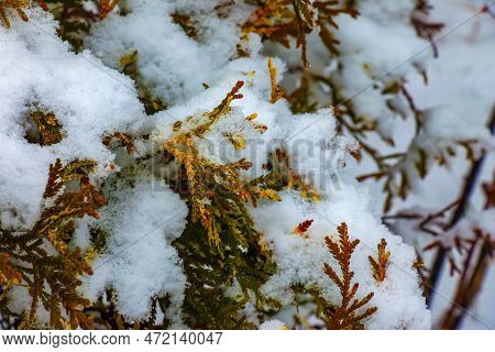 Close-up Of The Branches Of The Conifer Thujopsis Dolabrata. The Evergreen Tuevik Is Covered With Sn