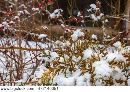 Close-up Of The Branches Of The Conifer Thujopsis Dolabrata. The Evergreen Tuevik Is Covered With Sn