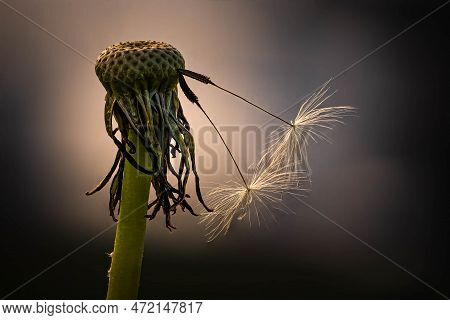 Two Flighty Seeds Left On A Dandelion Head. Could Represent An Older Couple Still Hanging On Togethe