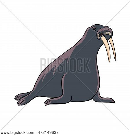Vector Drawing Sketch Of Animal, Hand Drawn Walrus, Isolated Nature Design Element