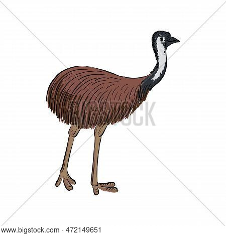 Vector Drawing Sketch Of Animal, Hand Drawn Emu, Ostrich, Isolated Nature Design Element