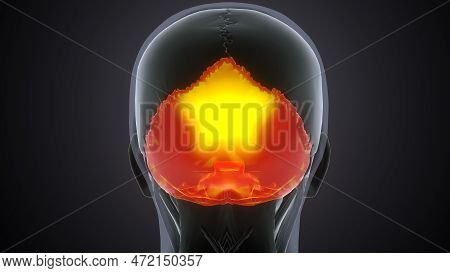Human Skeleton Skull Occipital Bone Anatomy.3d Illustartion