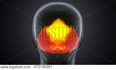 Human Skeleton Skull Occipital Bone Anatomy.3d Illustartion