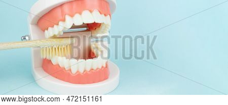 False Teeth With And Wooden Toothbrush. Artificial Jaw On Blue Background, Close-up. Dentoform, Dent