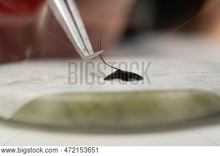 Master Of Artificial Eyelashes Forms Bundle In Drop Glue With Tweezers 2d. Eyelash Extensions Work W
