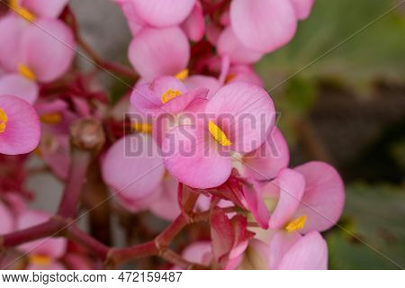 A Pink Begonia Flowers In The Garden, Closeup Of Photo.