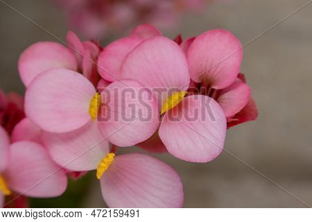 A Pink Begonia Flowers In The Garden, Closeup Of Photo.