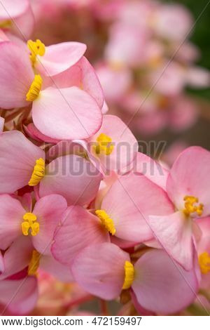 A Pink Begonia Flowers In The Garden, Closeup Of Photo.