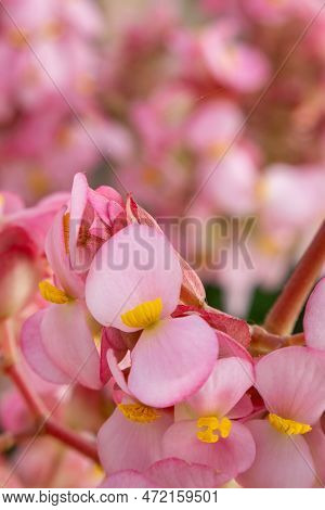 A Pink Begonia Flowers In The Garden, Closeup Of Photo.