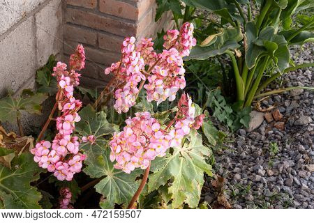 A Pink Begonia Flowers In The Garden, Closeup Of Photo.