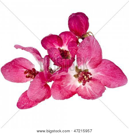 Şube pembe çiçeği beyaz bir arka plan üzerinde izole Sakura yakın çekim makro yukarı