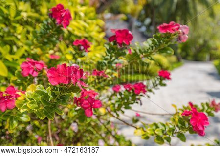 Close-up Of Dipladenia Sundaville Red Pink Flowers With Blurred Tropical Garden Background. Exotic F