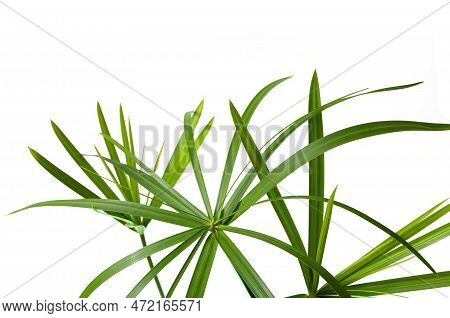 Cyperus Papyrus, Cyperus Alternifolius, Papyrus Tree On White Background