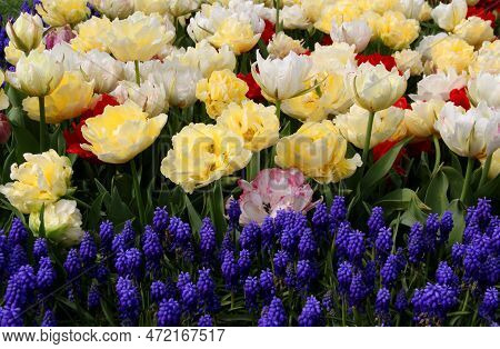 Bright White, Yellow And Red Tulips With Blue Flowers In The Foreground Close Up In Goztepe Park Dur
