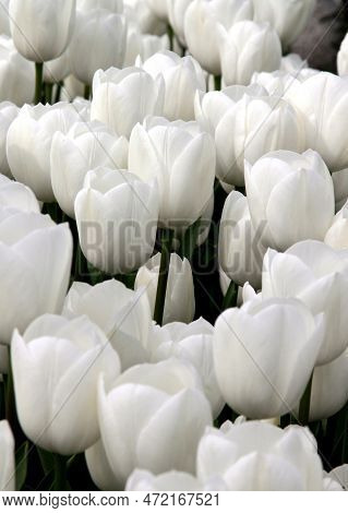 White Tulips Close Up In Goztepe Park During The Tulip Festival In Istanbul, Turkey