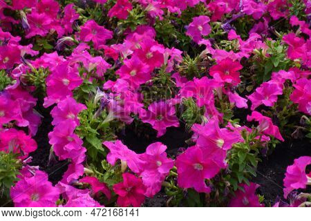 Bright Pink Flowers Of Petunias In August