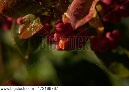 Common Spindle - Colorful Autumn In Poisonous Berries