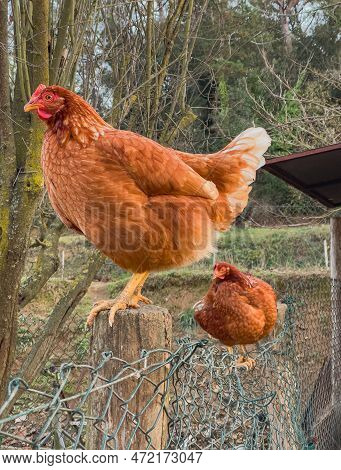 Two Hens On Top Of The Fence Post