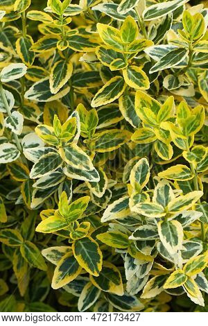 Yellow And Green Leaves Of Euonymus Fortunei Emerald N Gold Or Wintercreeper. Natural Foliage Backgr