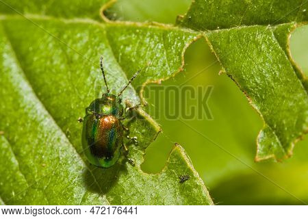Cetonia Aurata Called The Rose Chafer Or The Green Rose Chafer On A Green Leaf