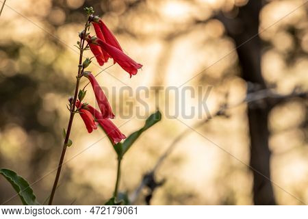 Close Up Of Firecracker Penstemon Blossoms With Copy Space To Right