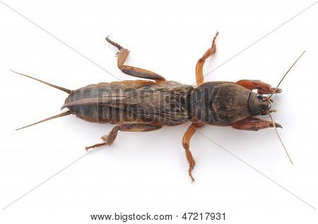 Muldvarp Cricket