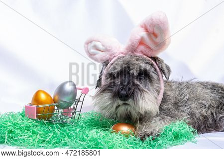 A Miniature Schnauzer Puppy In Pink Bunny Ears Lying On The Paper Grass Next To A Cart With Painted 
